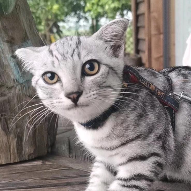 猫儿