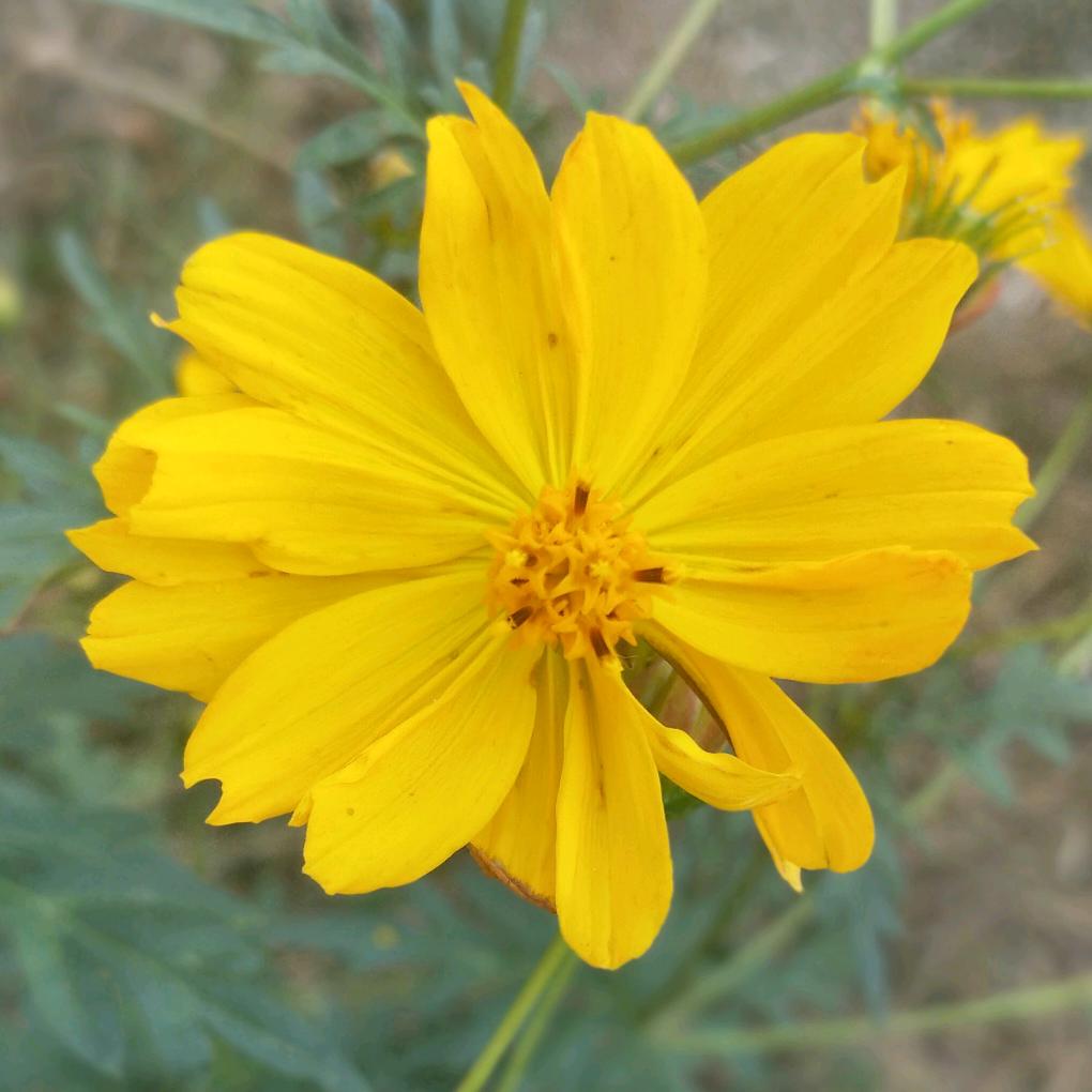 木木
