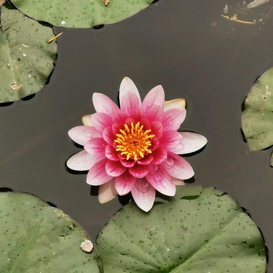 太阳花