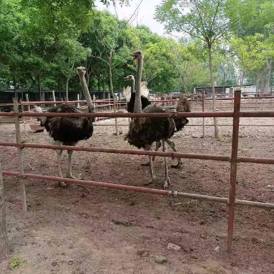 佳味鸵鸟养殖基地
