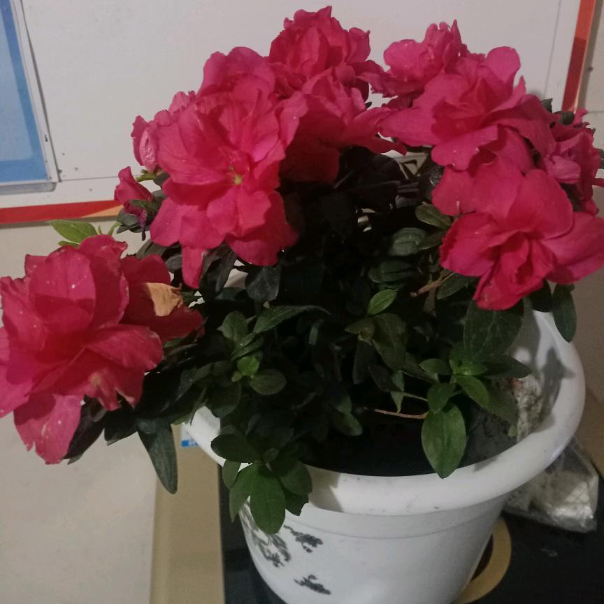 小四妹