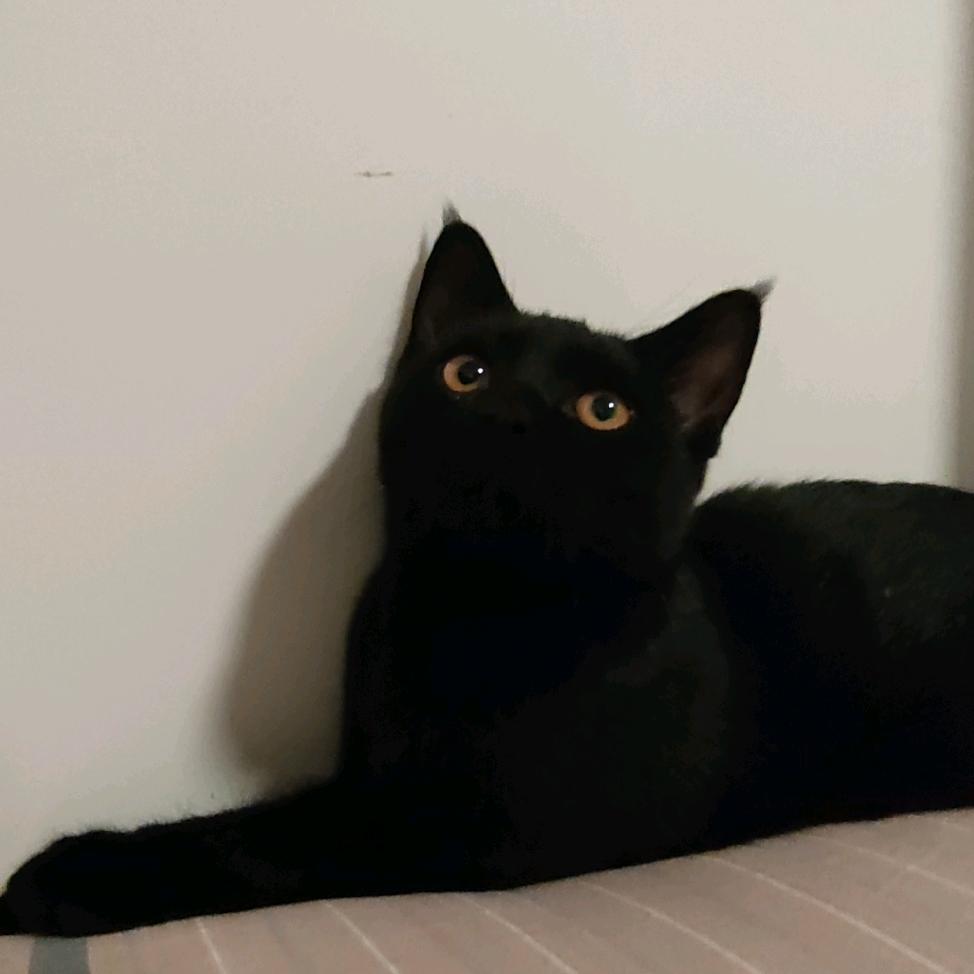 铲屎公主和七只猫