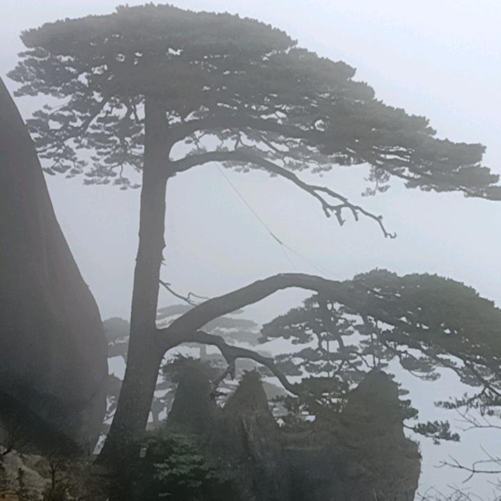 大名小树（冲刺1万粉丝）