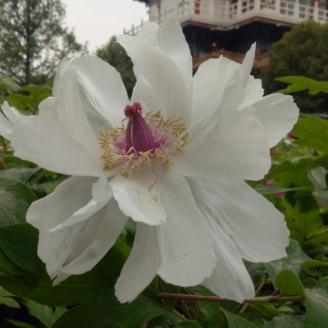 海屿星辰(首播)