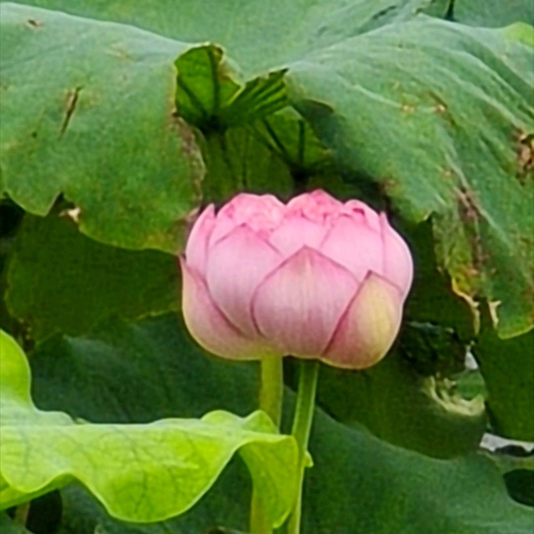 洪运当头