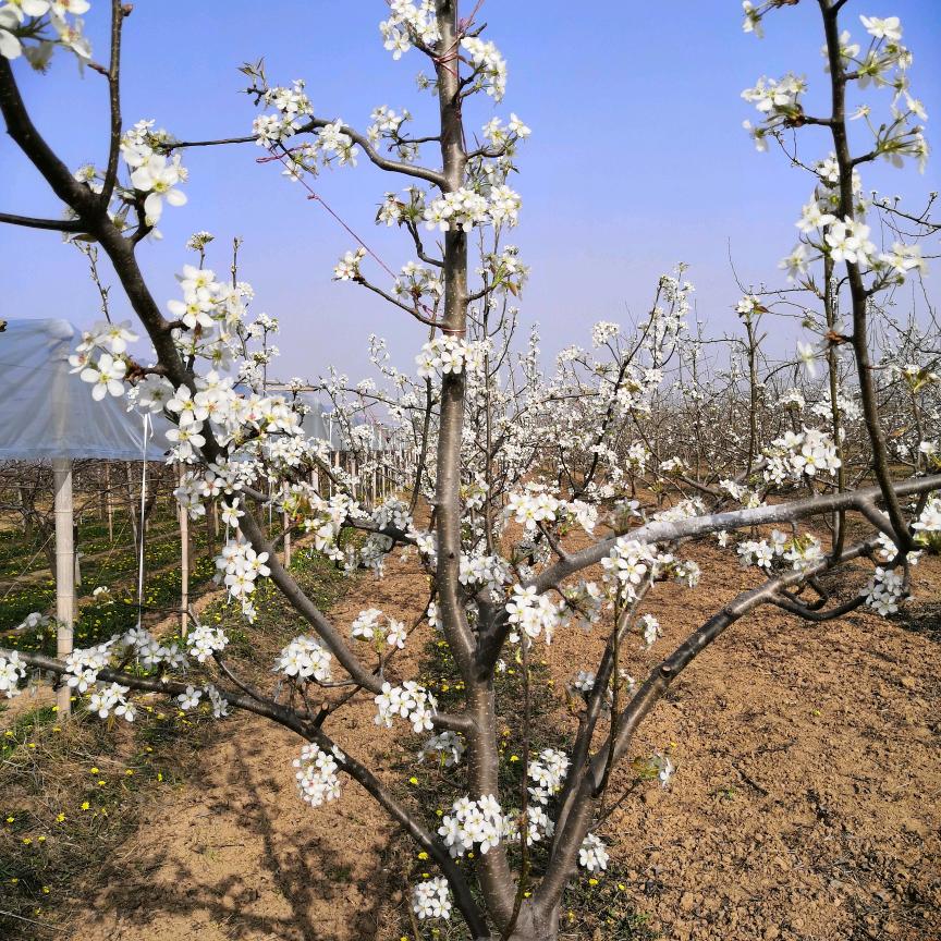 杨总