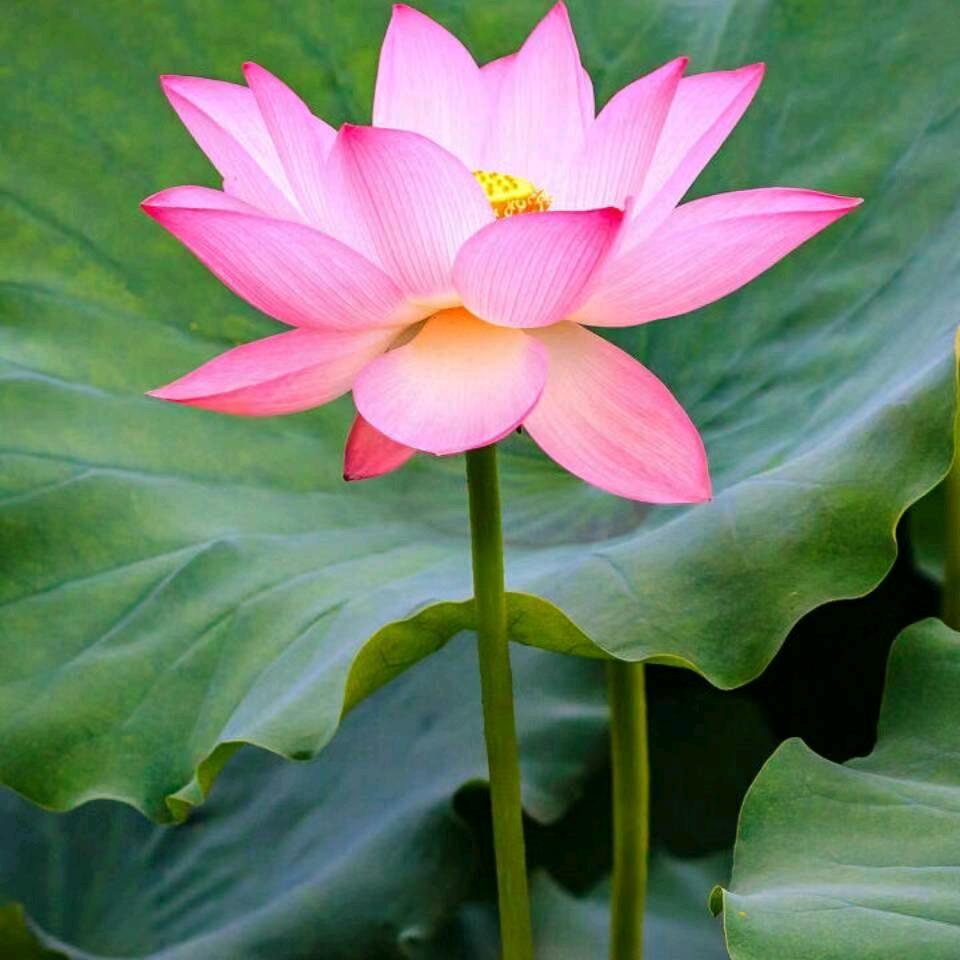 金色莲花