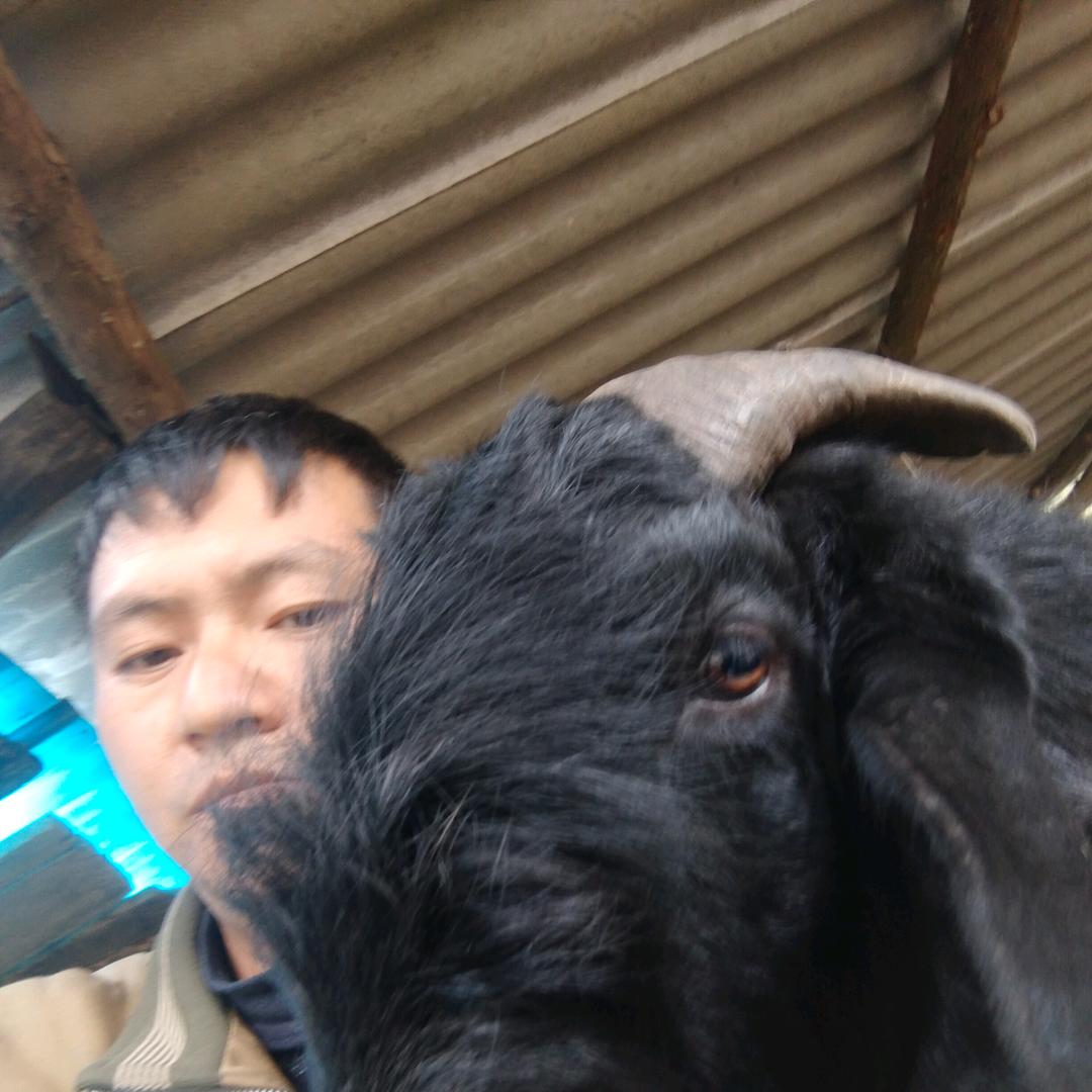 高洞码头，包谷哥喂鱼