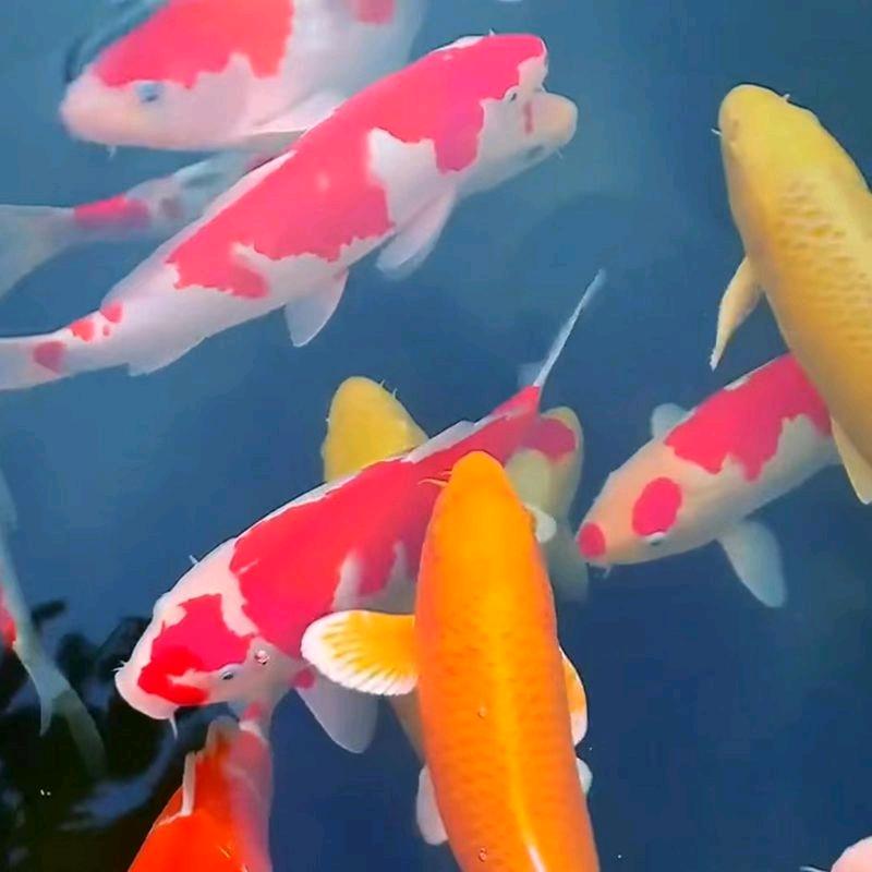 千美锦鲤养殖场