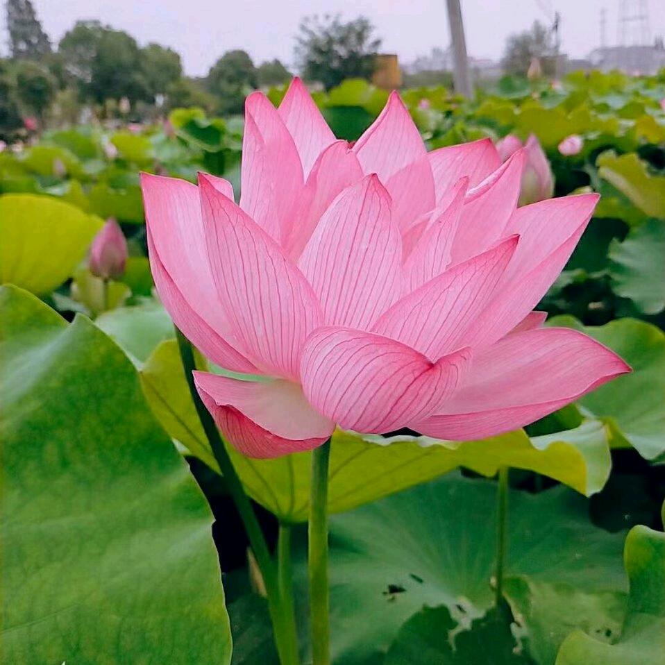帅家子孙