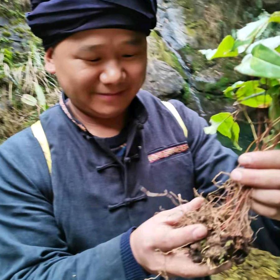 苗山百草哥*植物咨询中心