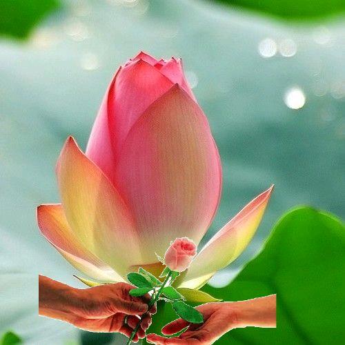善缘🙏