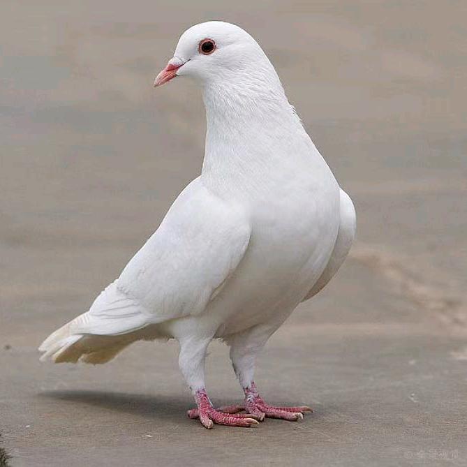 🕊️我们很般配🐳