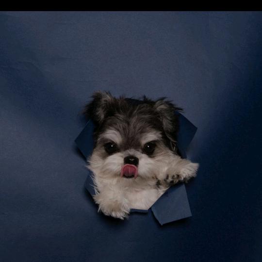 墨染锦年染青衣