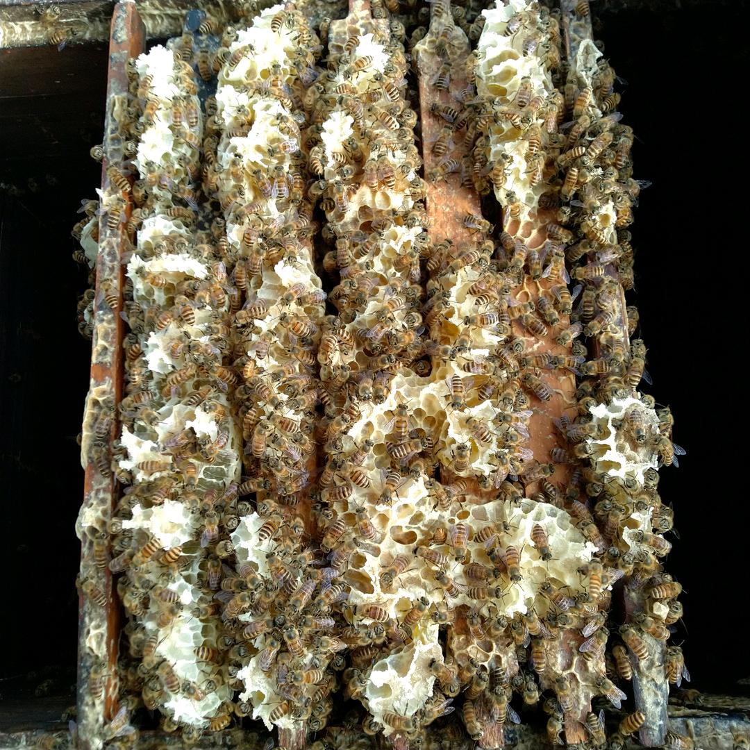 金色乡村