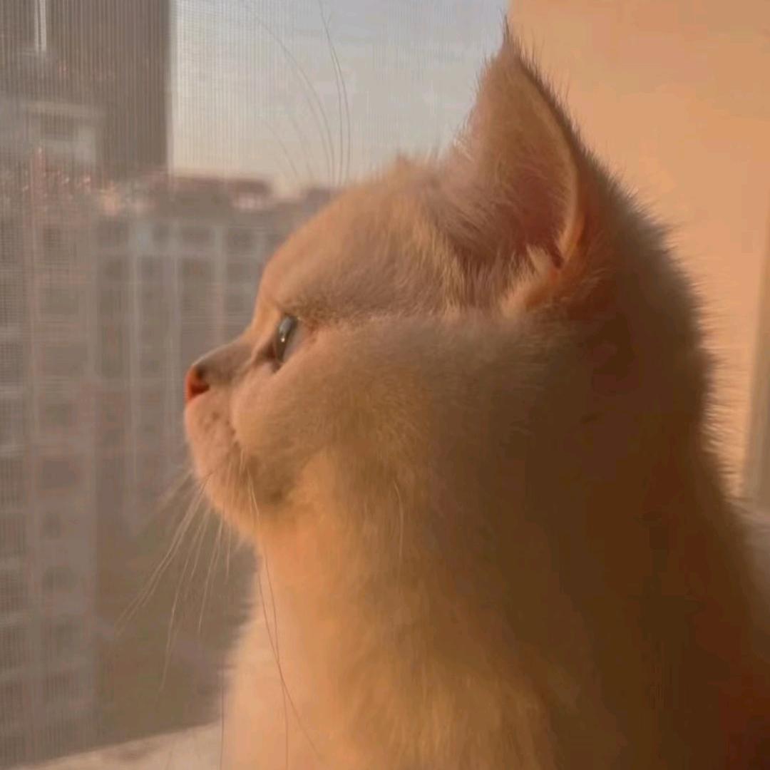 猫酱Cc🥕