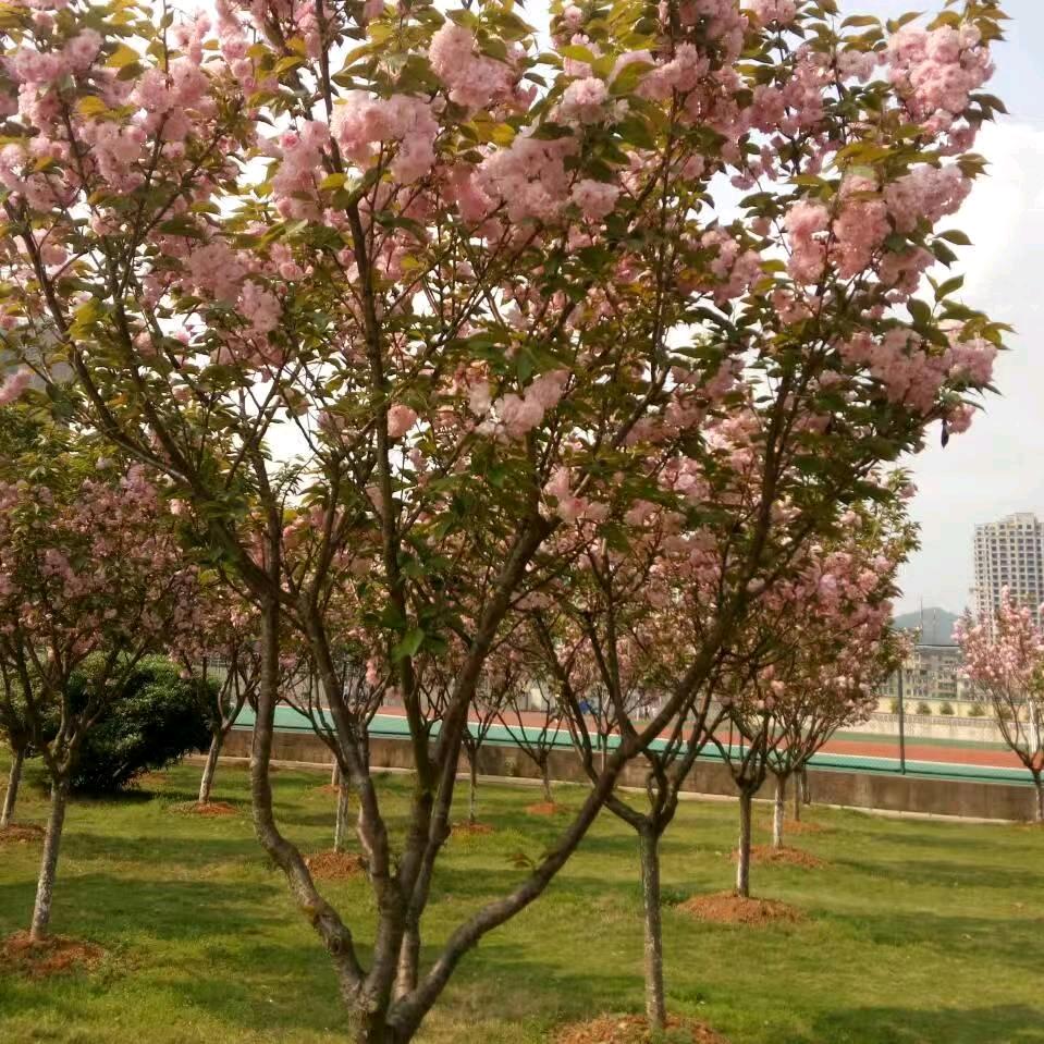 稻草的万两
