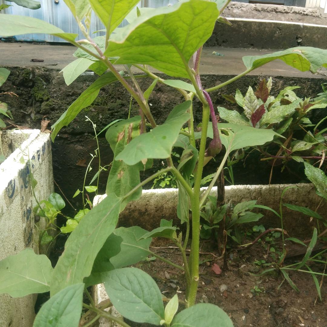 一枝秋叶《独红杏》