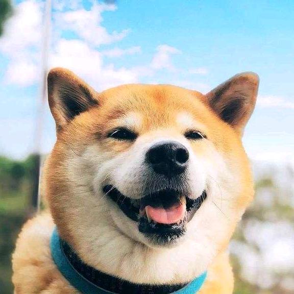 狗子游戏