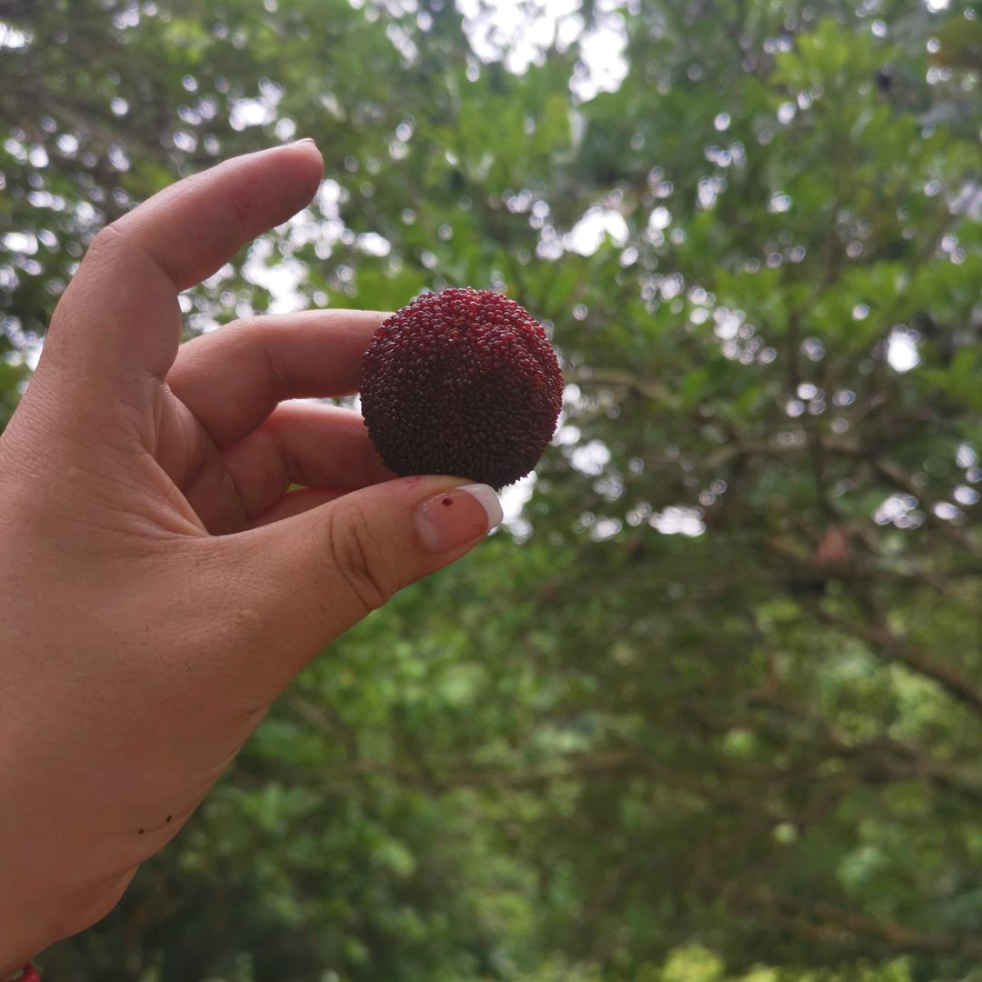 丽