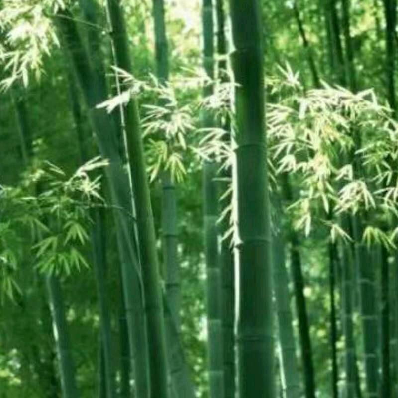 翱翔