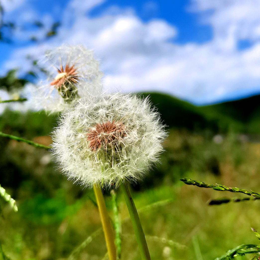大理百花山谷