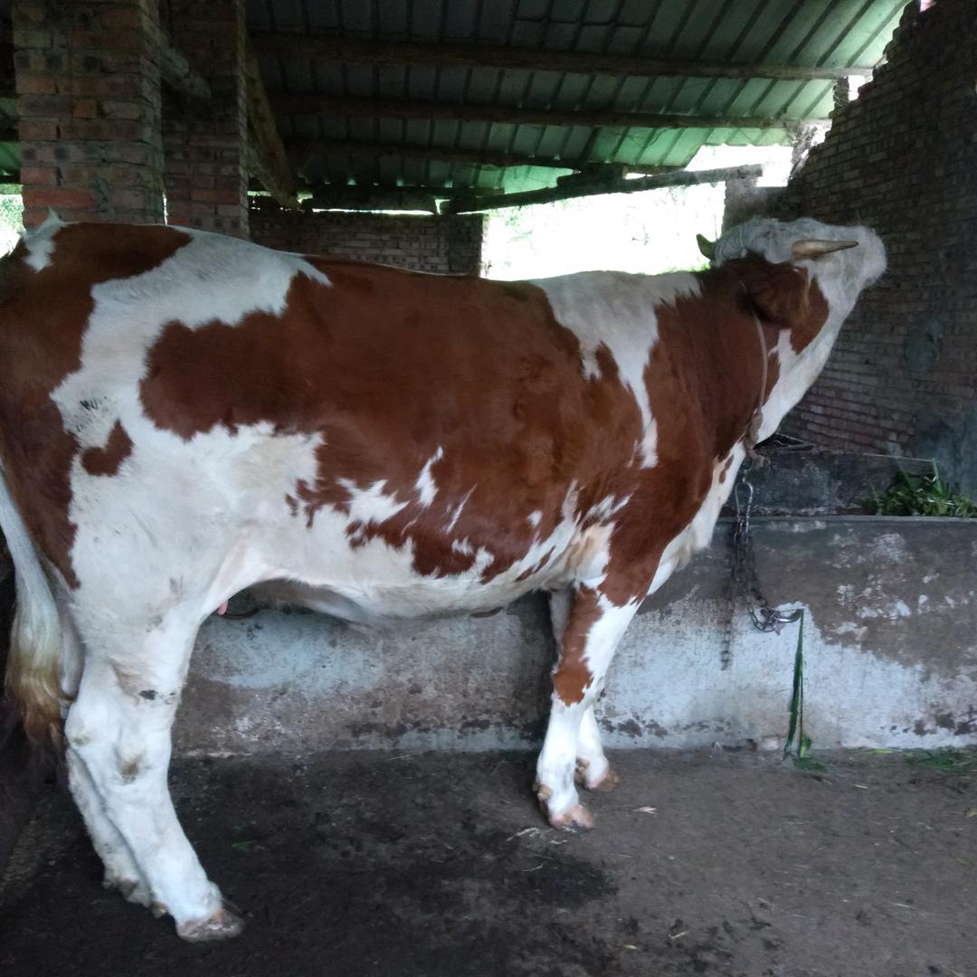 九年的养🐮妹