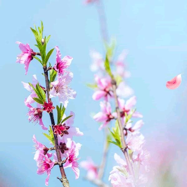 悠悠草