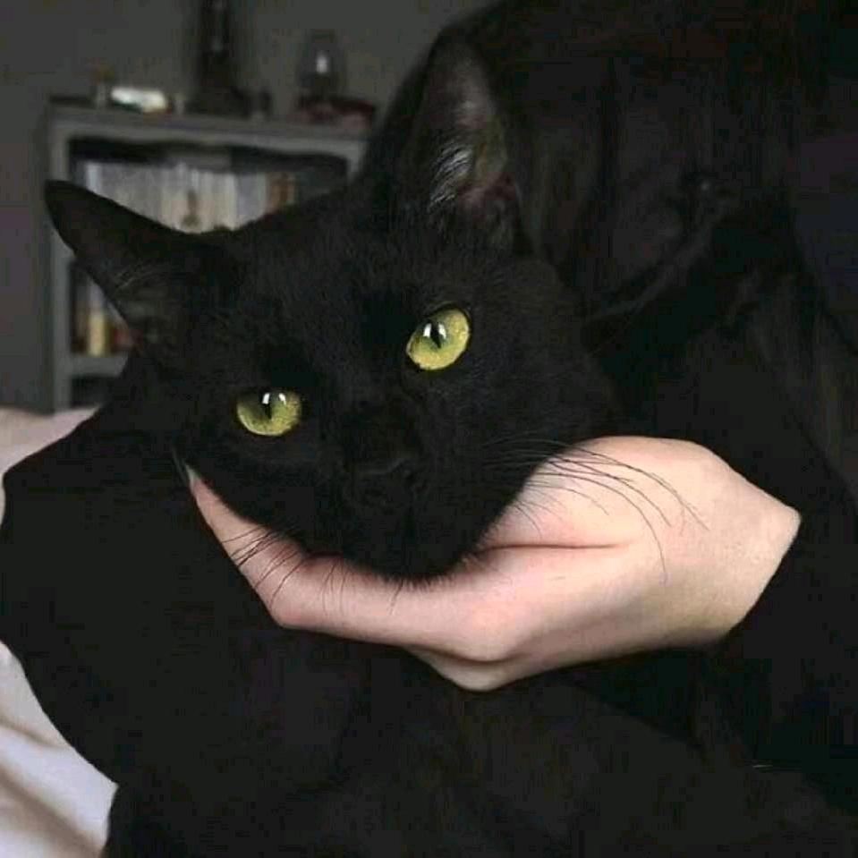 Dy-
