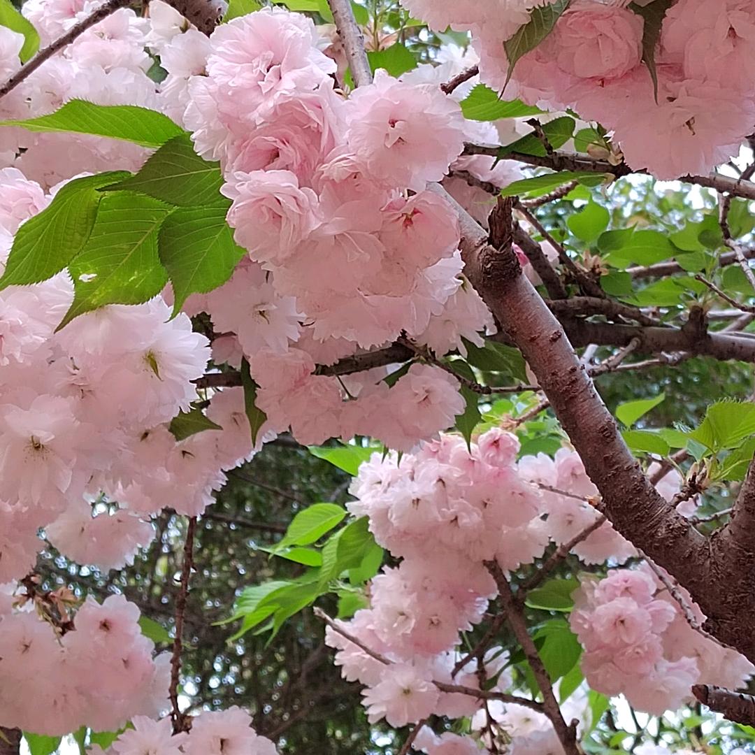 惠语