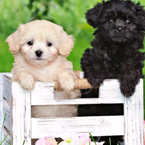 🌸张ˏ₍•ɞ•₎ˎ🌹