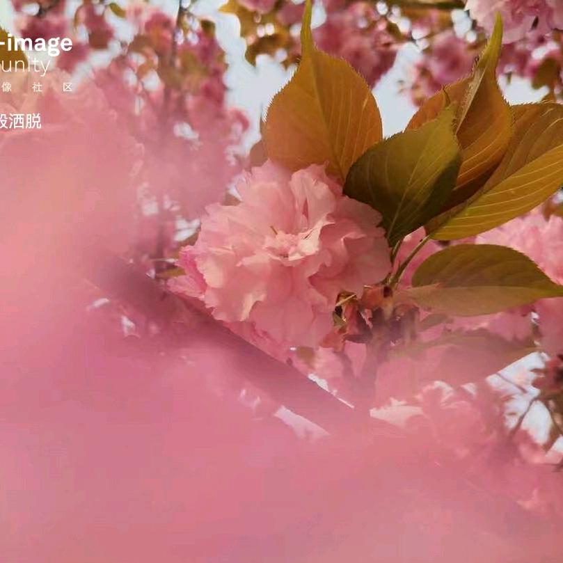 在巴黎塔顶看东京樱花