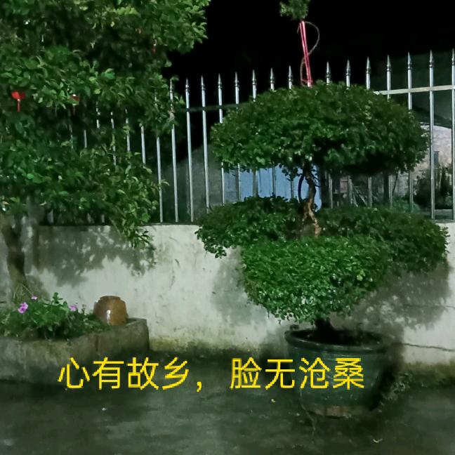 知足常乐《魏》