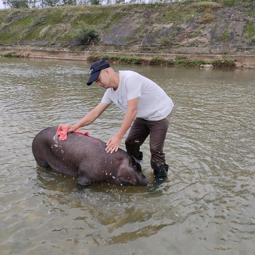 桂花谷~兵哥哥黑猪