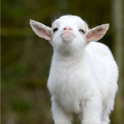 🐑羊羊羊🐏