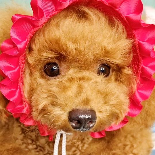 妙妙的幸福食光