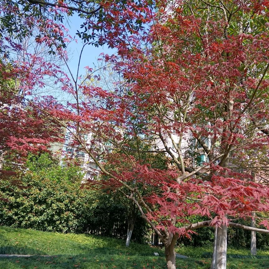 天若有情天亦老.