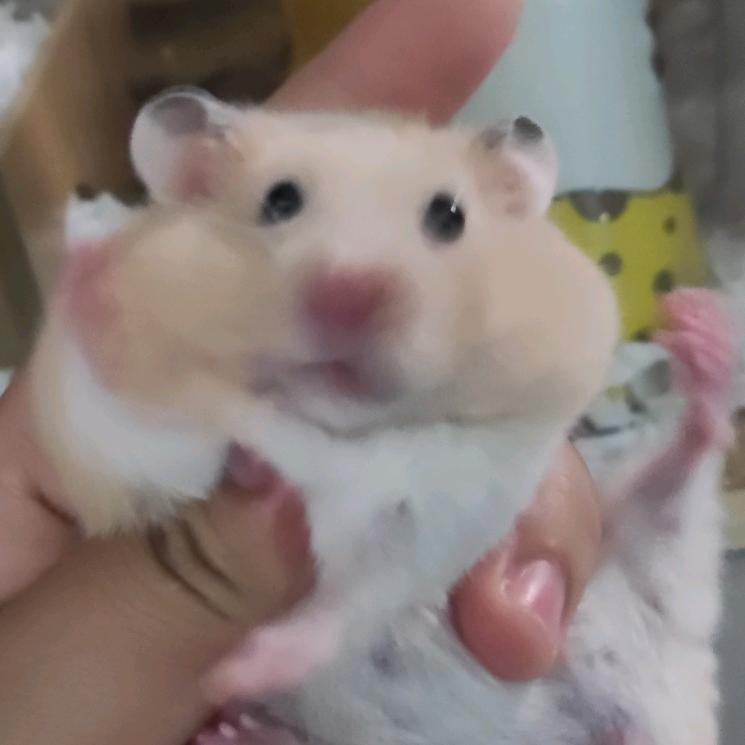 青子迷人精