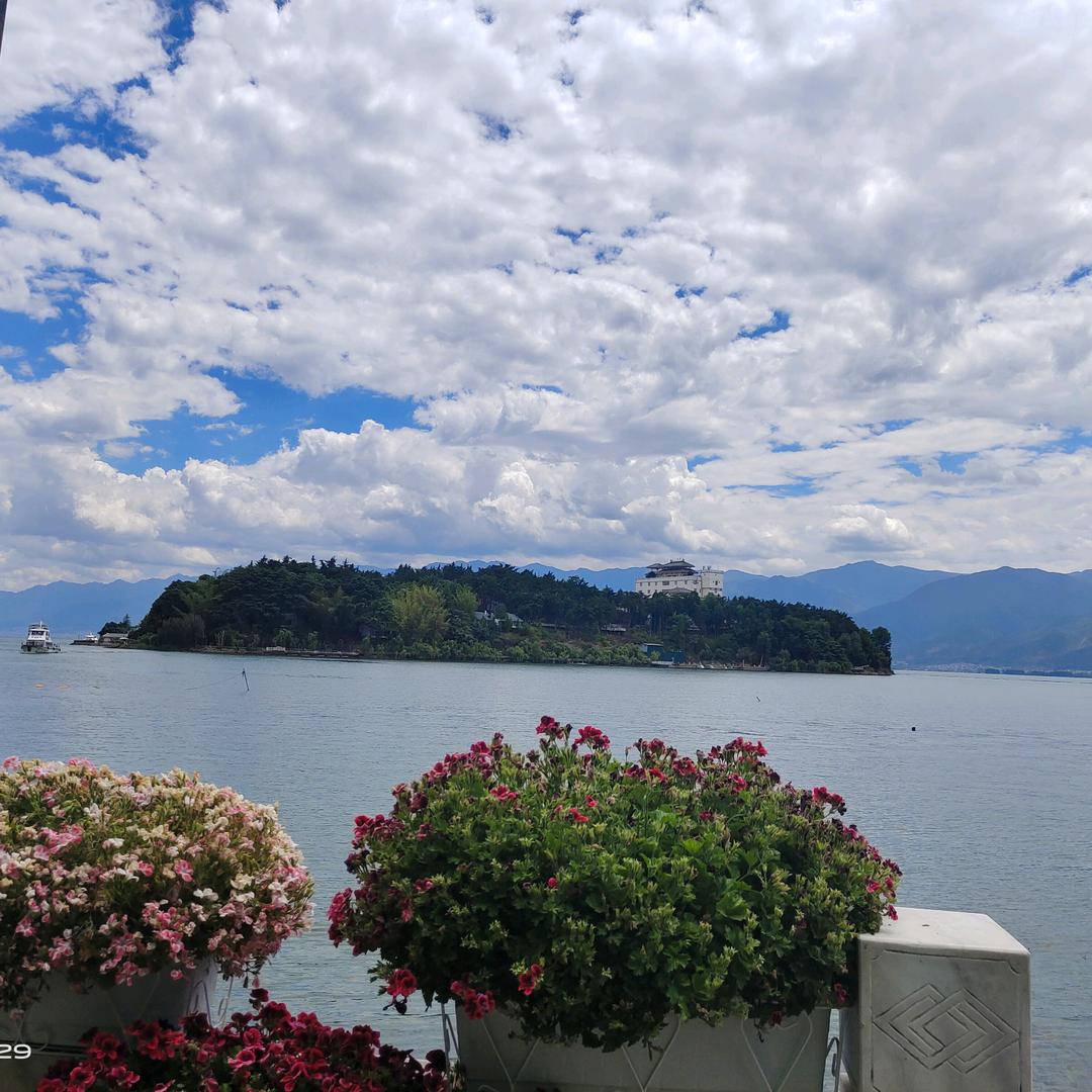 铁树发光