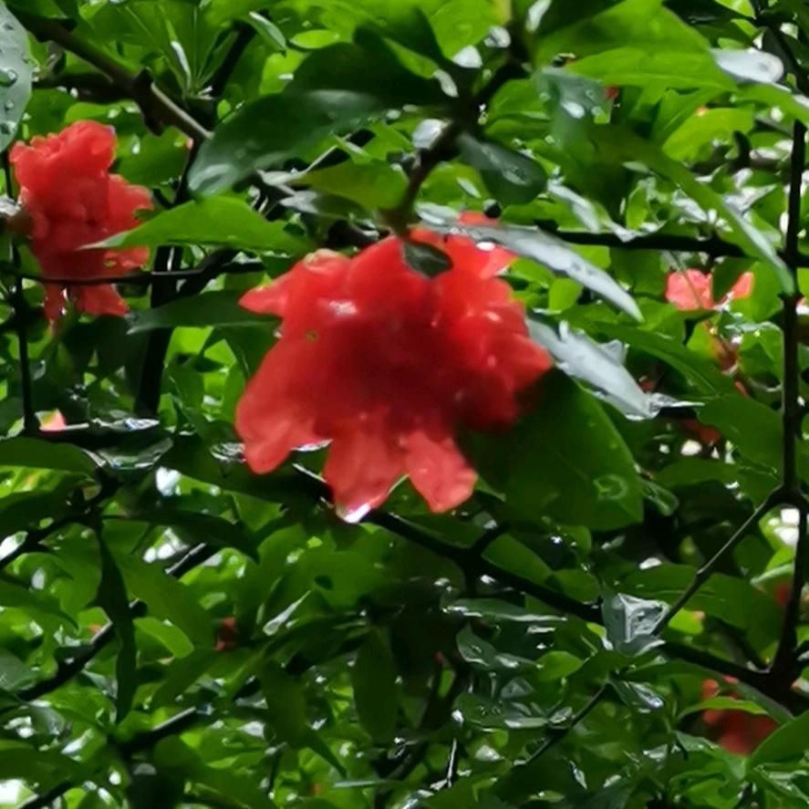 苏游戏