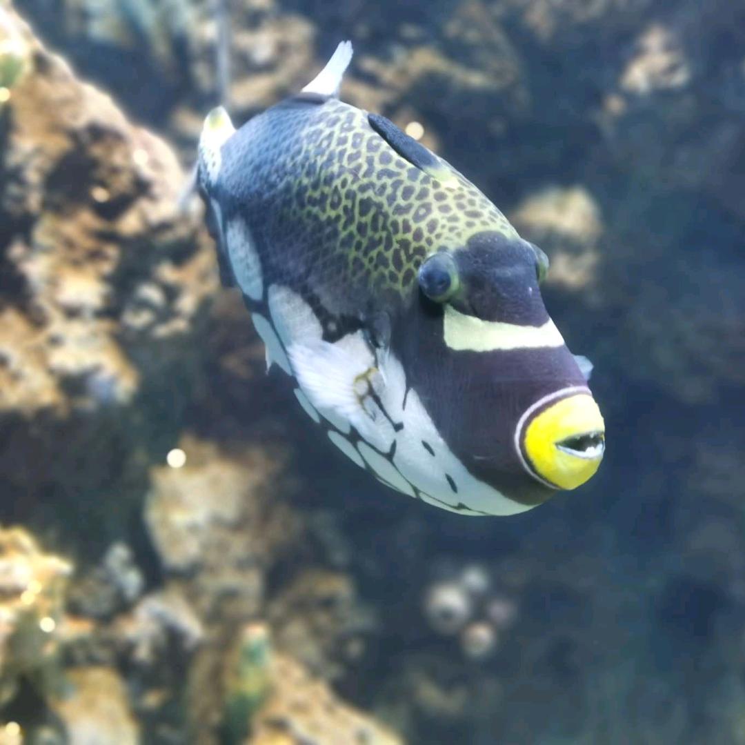 艾，我的小熊饼干呢