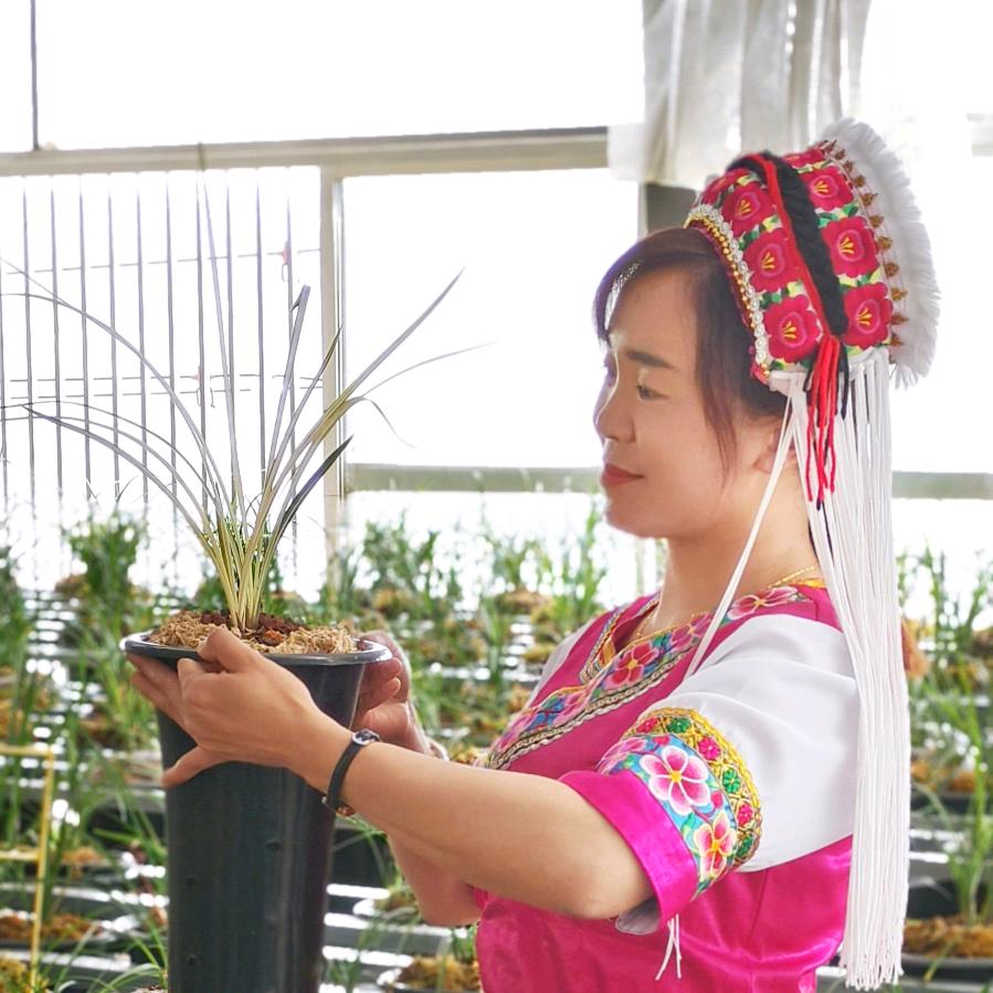 松园小妹兰苑