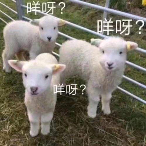 苒笙·