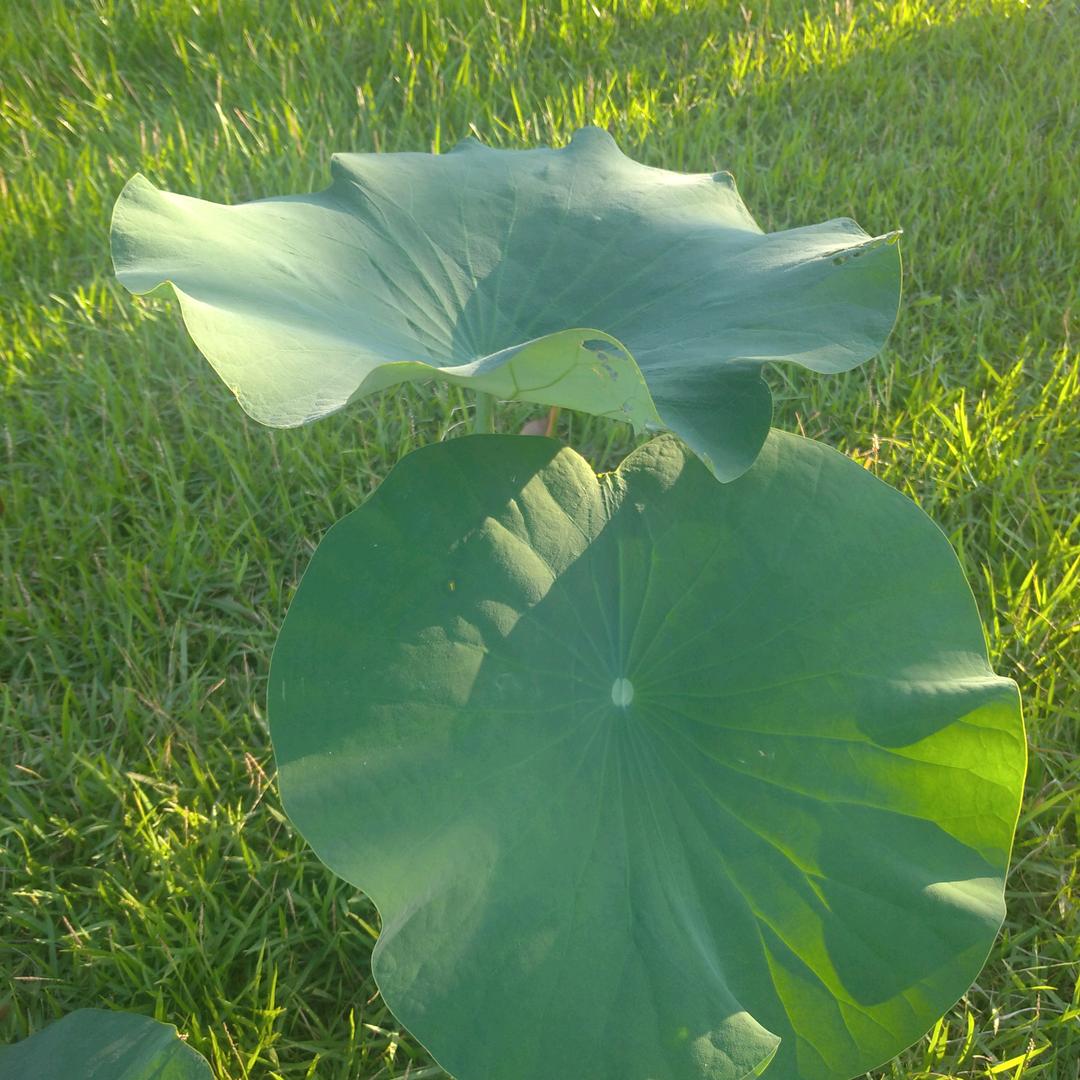 深谷一幽兰～～