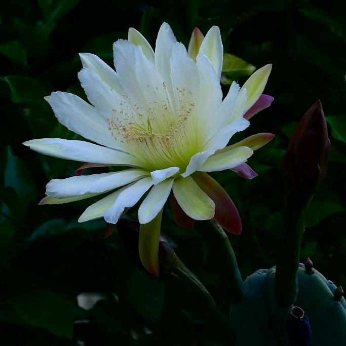の花开