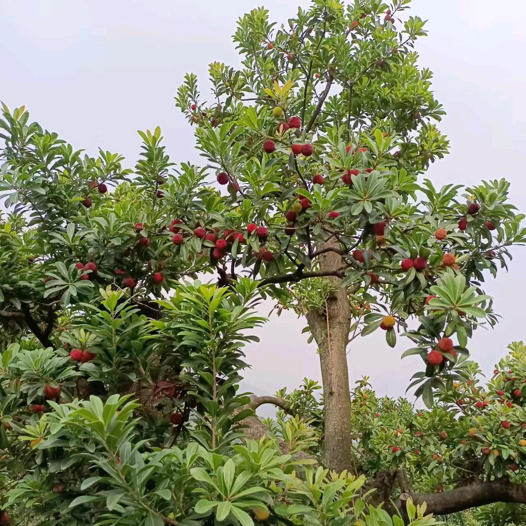 美滋梅味