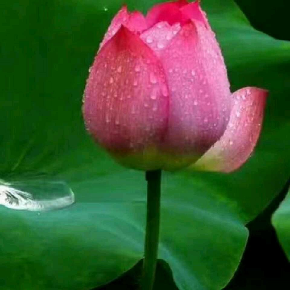 花开富贵🌺