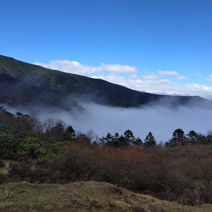 豌豆。