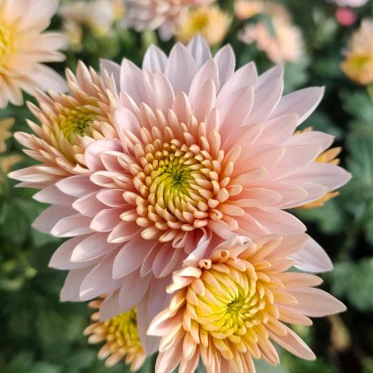 梦（请不要三连赞）