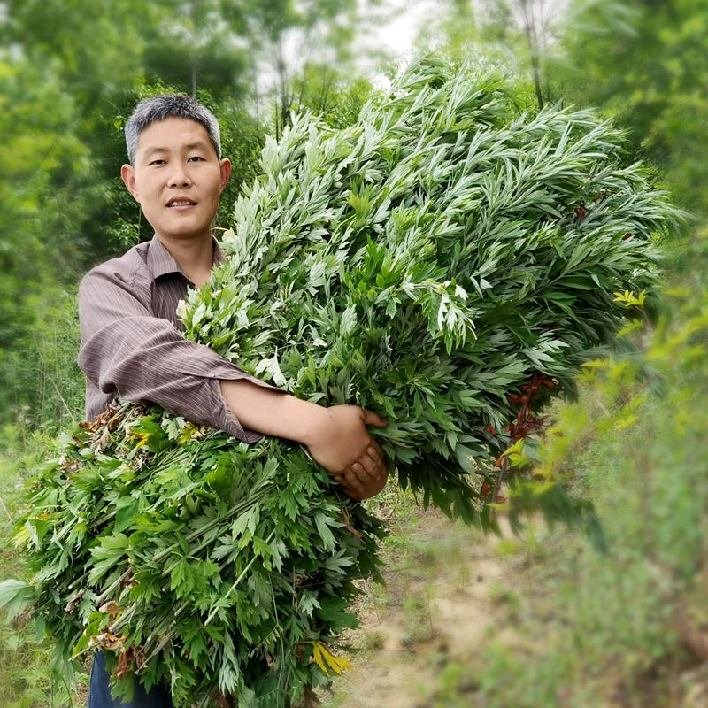 朴艾山秦岭野生石磨艾